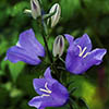 campanula7