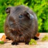 gold agouti 511057 1280 100x100